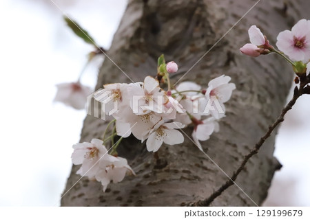 櫻花 129199679