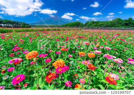 [富士山素材]從山中湖村花之都公園看到的夏季富士山和百日菊【山梨縣】 129199707