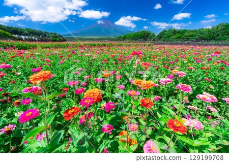 [富士山素材]從山中湖村花之都公園看到的夏季富士山和百日菊【山梨縣】 129199708