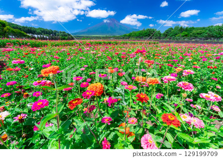 [富士山素材]從山中湖村花之都公園看到的夏季富士山和百日菊【山梨縣】 129199709