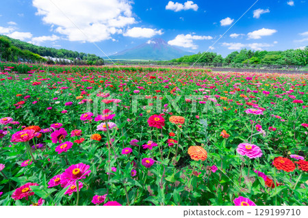 [Mount Fuji Material] Summer Mount Fuji and Zinnias seen from Hana no Miyako Park in Yamanakako Village [Yamanashi Prefecture] 129199710