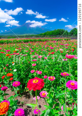 [Mount Fuji Material] Summer Mount Fuji and Zinnias seen from Hana no Miyako Park in Yamanakako Village [Yamanashi Prefecture] 129199718