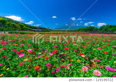 [Mount Fuji Material] Summer Mount Fuji and Zinnias seen from Hana no Miyako Park in Yamanakako Village [Yamanashi Prefecture] 129199722