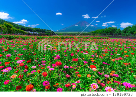 [Mount Fuji Material] Summer Mount Fuji and Zinnias seen from Hana no Miyako Park in Yamanakako Village [Yamanashi Prefecture] 129199723