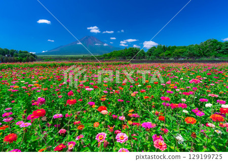 [富士山素材]從山中湖村花之都公園看到的夏季富士山和百日菊【山梨縣】 129199725
