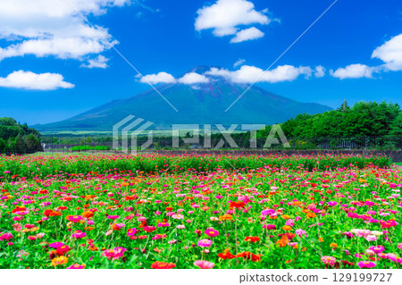 [富士山素材]從山中湖村花之都公園看到的夏季富士山和百日菊【山梨縣】 129199727