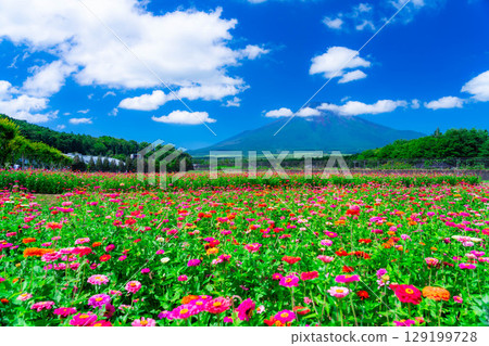 [Mount Fuji Material] Summer Mount Fuji and Zinnias seen from Hana no Miyako Park in Yamanakako Village [Yamanashi Prefecture] 129199728