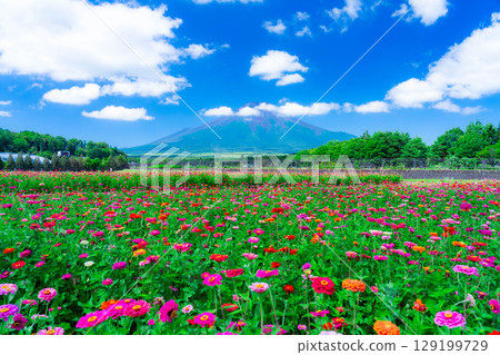 [富士山素材]從山中湖村花之都公園看到的夏季富士山和百日菊【山梨縣】 129199729