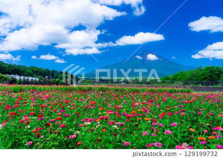 [Mount Fuji Material] Summer Mount Fuji and Zinnias seen from Hana no Miyako Park in Yamanakako Village [Yamanashi Prefecture] 129199732