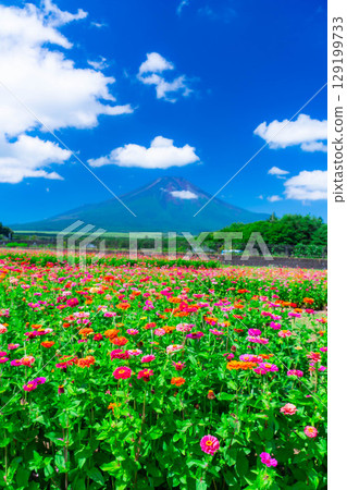 [Mount Fuji Material] Summer Mount Fuji and Zinnias seen from Hana no Miyako Park in Yamanakako Village [Yamanashi Prefecture] 129199733