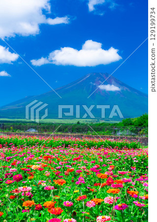 [Mount Fuji Material] Summer Mount Fuji and Zinnias seen from Hana no Miyako Park in Yamanakako Village [Yamanashi Prefecture] 129199734