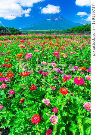 [Mount Fuji Material] Summer Mount Fuji and Zinnias seen from Hana no Miyako Park in Yamanakako Village [Yamanashi Prefecture] 129199737