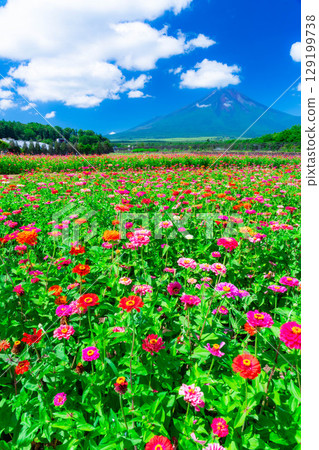 [Mount Fuji Material] Summer Mount Fuji and Zinnias seen from Hana no Miyako Park in Yamanakako Village [Yamanashi Prefecture] 129199738