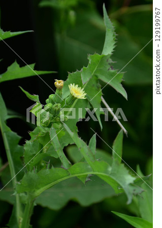 Oninogeji Oninogeji 129199767
