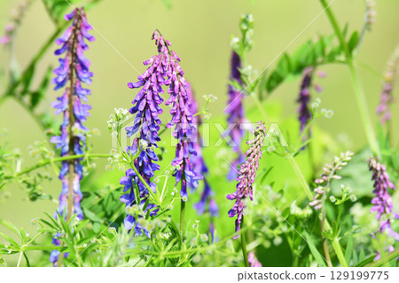 從紫藤花蕾到花朵 129199775