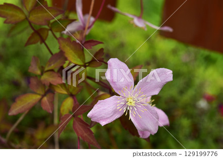 蒙大拿州鐵線蓮在我腳下盛開 129199776