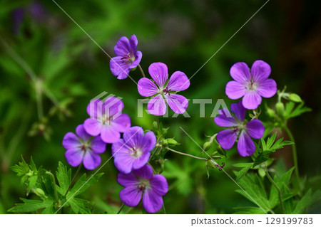 Purple garden geraniums in midsummer 129199783