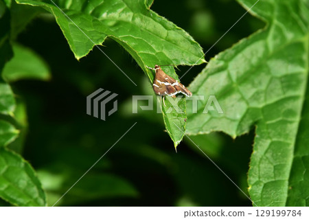 White-eared snake White-eared snake 129199784