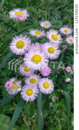 White flower of Haldione White flower of Haldione 129199830