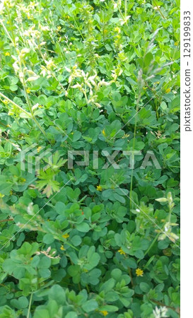 三葉草草地的特寫照片 三葉草草地的特寫照片 129199833