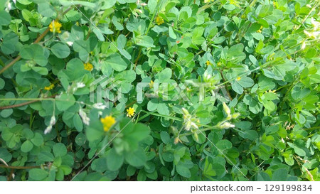 長滿三葉草的草地 長滿三葉草的草地 129199834