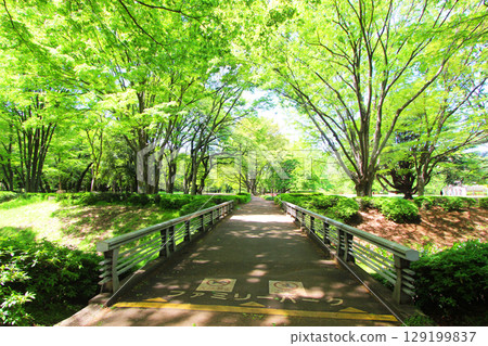 Kinutakoen新鮮的綠色 129199837