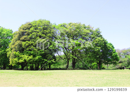 Fresh green of Kinutakoen 129199839