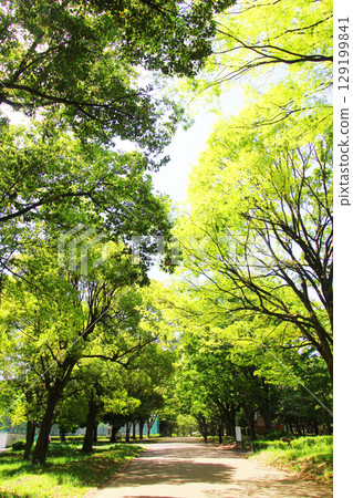 Kinutakoen新鮮的綠色 129199841