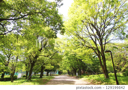 Fresh green of Kinutakoen 129199842