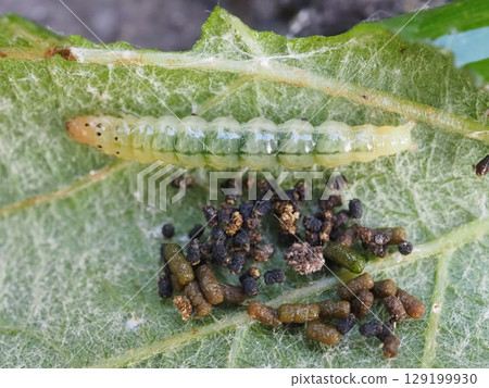 Larvae and droppings of a moth living wrapped around grape leaves (20250723052058) 129199930