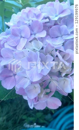 盛開的淡紫色繡球花 盛開的淡紫色繡球花 129199976