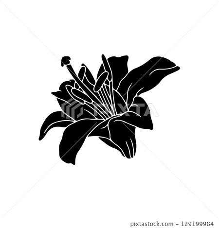 Hand drawn black silhouette of lily bloom linocut. Monochrome birth month May flower Hand drawn black silhouette of lily bloom linocut. Monochrome birth month May flower 129199984
