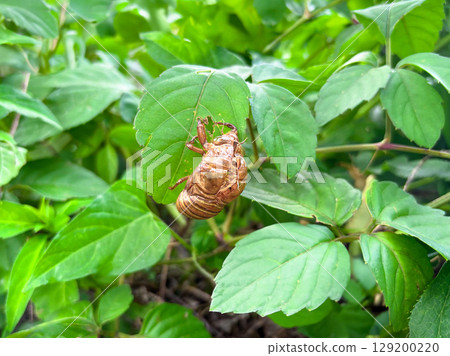 Cicada shells left on leaves 129200220
