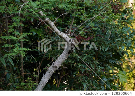 A Japanese Pygmy Woodpecker perched on a Japanese pepper tree 129200604