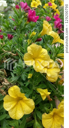 黃色和紅色的矮牽牛花 黃色和紅色的矮牽牛花 129200798