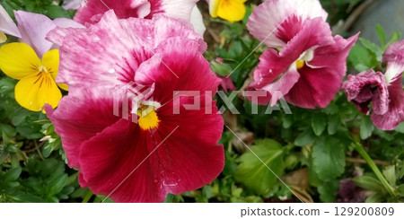 Red and yellow pansies Red and yellow pansies 129200809