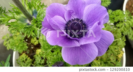 Purple flowered anemone Purple flowered anemone 129200810