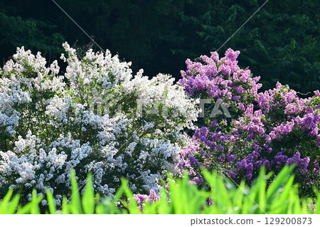 白色和粉紅色紫薇 129200873