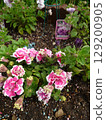 花壇 129200905
