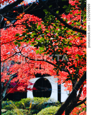 Autumn leaves at Hofukuji Temple (vertical composition) Autumn leaves at Hofukuji Temple (vertical composition) 129200909