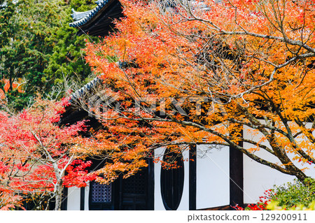 楓葉 | 寶福寺 129200911