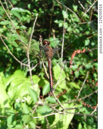 公園裡發現的一隻紅脈蝴蝶停在樹枝上 129200916