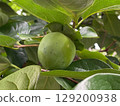 Persimmon fruit still green 129200938