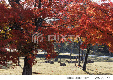 奈良公園裡的鹿,日本古都奈良的重要保護區_秋天 奈良公園裡的鹿,日本古都奈良的重要保護區_秋天 129200962