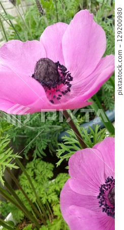 Deep pink anemone flowers Deep pink anemone flowers 129200980