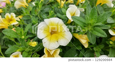 White petunia flowers White petunia flowers 129200984