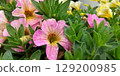 Cute pink petunia flowers 129200985