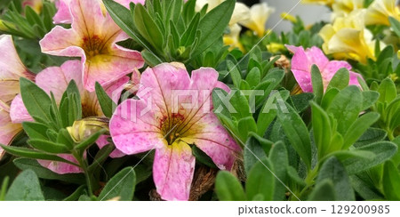 Cute pink petunia flowers Cute pink petunia flowers 129200985