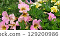 Colorful petunia flowers 129200986