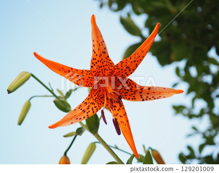 夏日傍晚開始綻放的虎皮百合(20250723053523) 夏日傍晚開始綻放的虎皮百合(20250723053523) 129201009